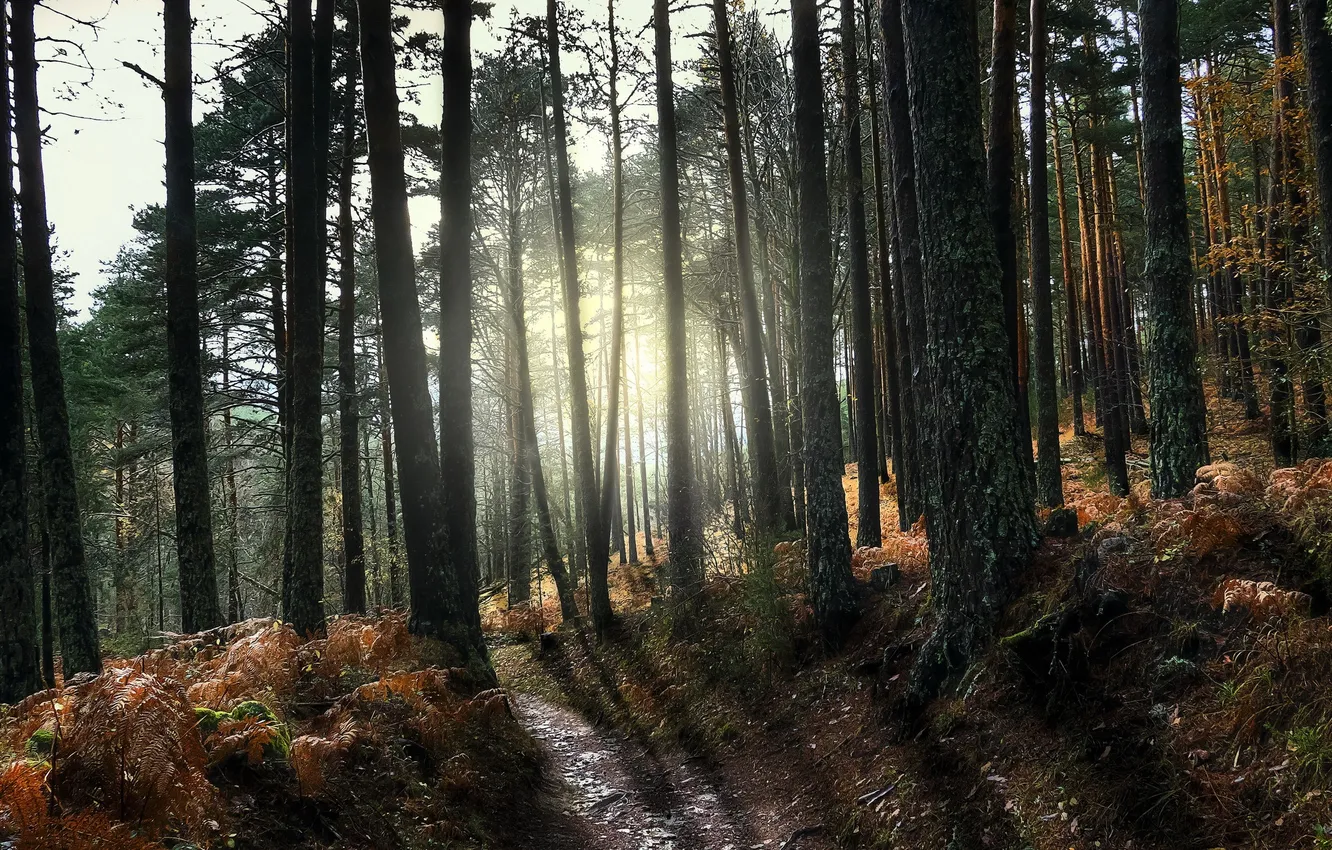 Photo wallpaper autumn, forest, nature