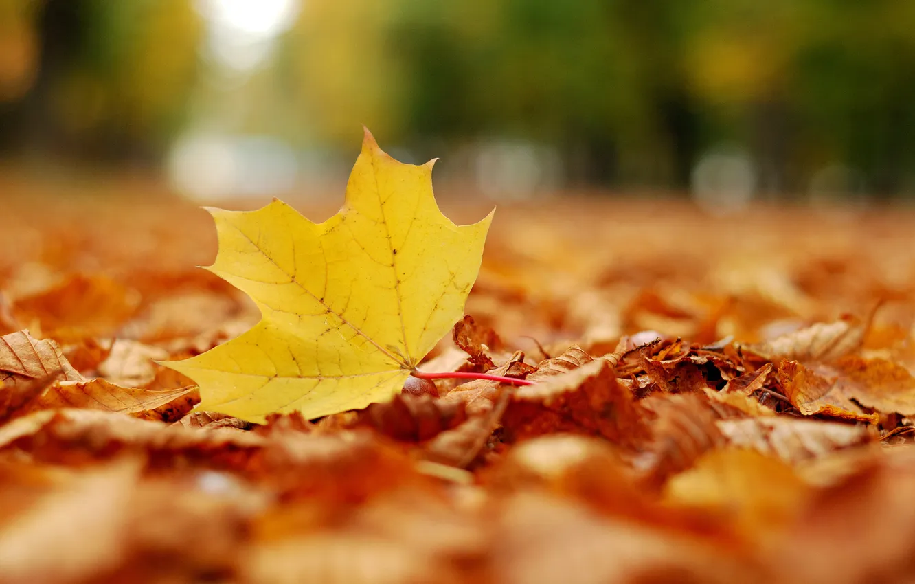 Photo wallpaper autumn, leaves, Park, mood, foliage, falling leaves, sheets, leaves