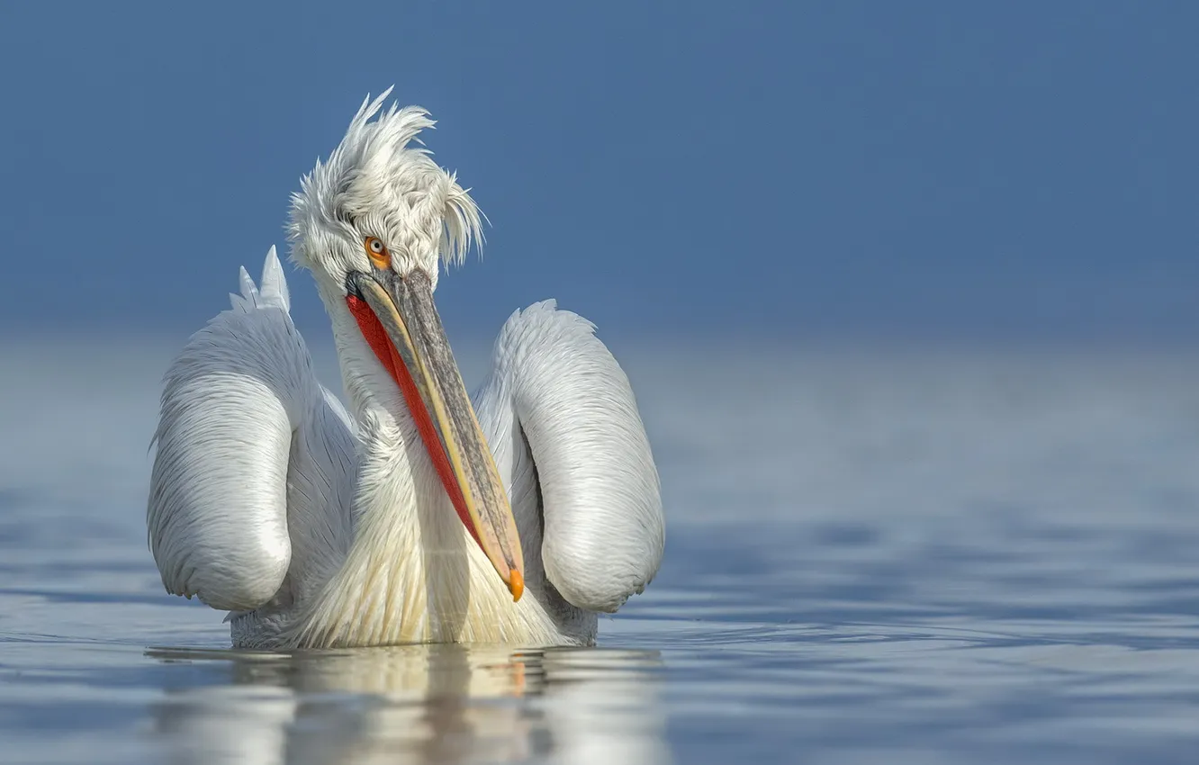 Photo wallpaper nature, bird, Pelican