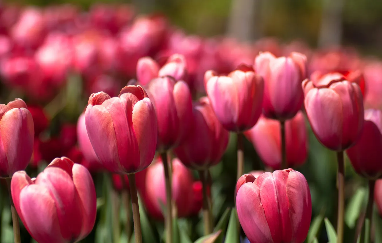 Photo wallpaper spring, tulips, pink, a lot