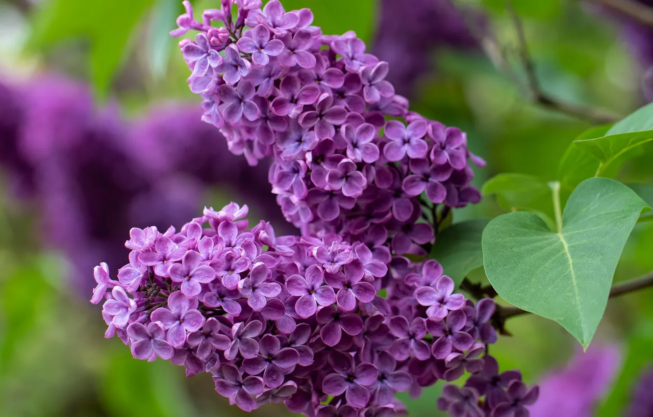 Photo wallpaper flower, spring, lilac