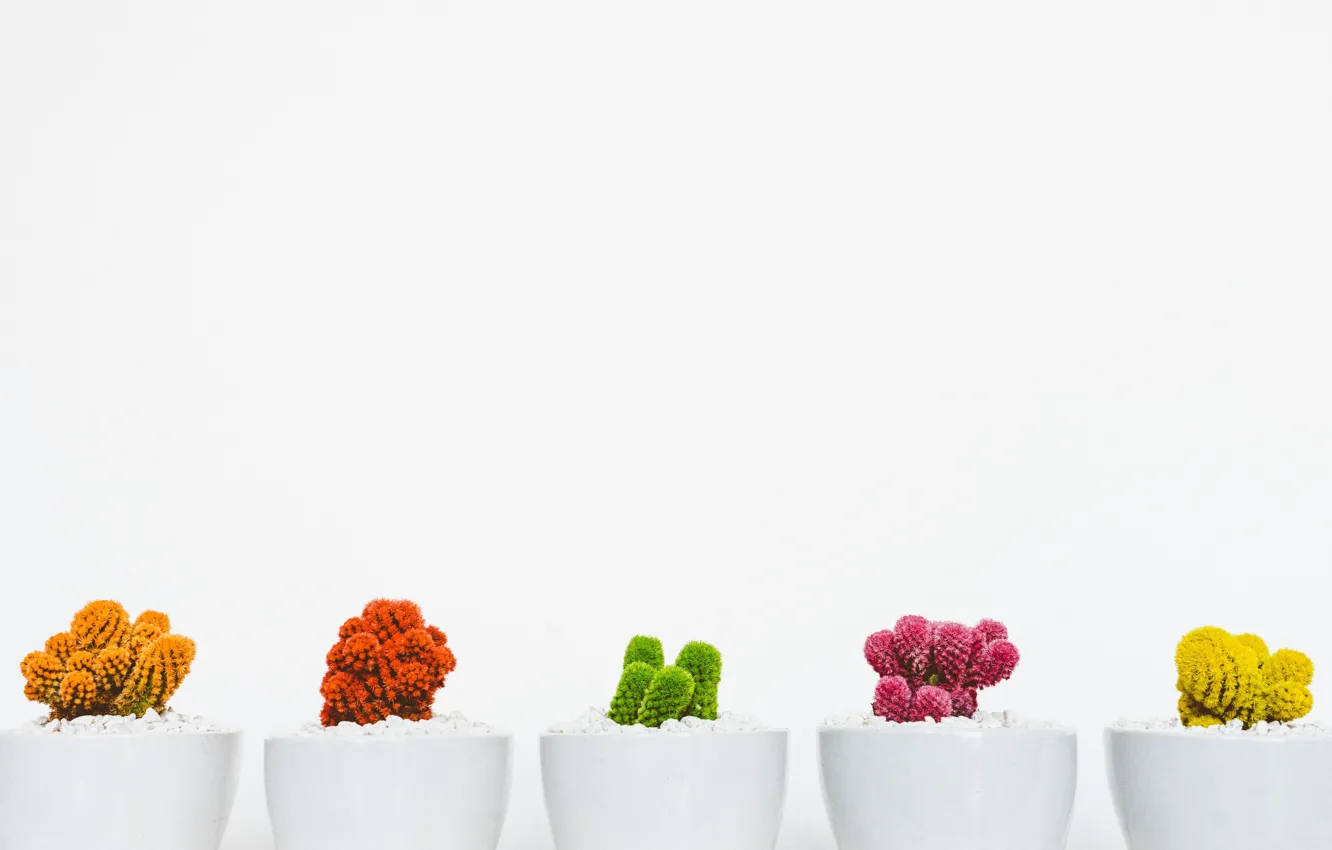 Photo wallpaper Wallpaper, paint, cactus, pot