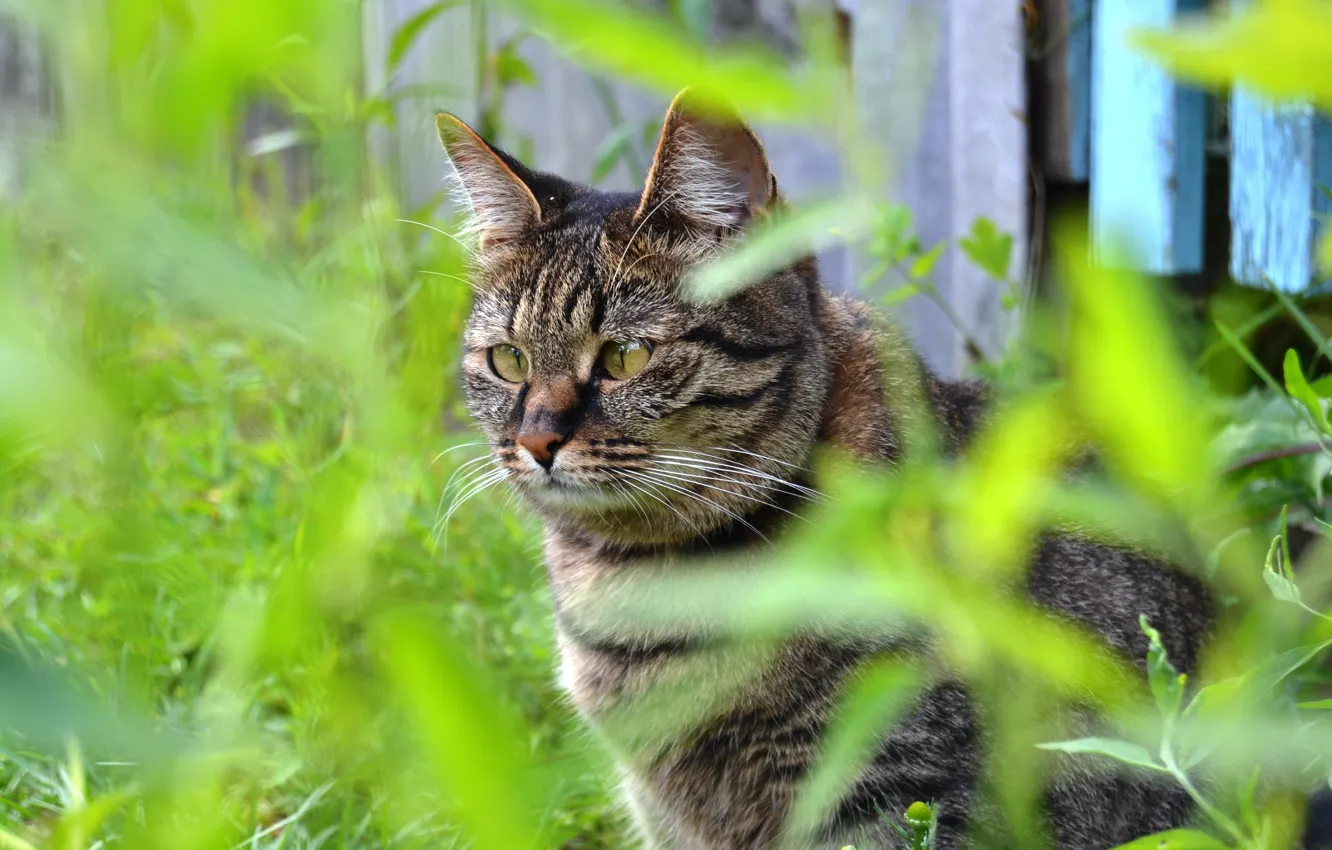 Photo wallpaper cat, grass, look