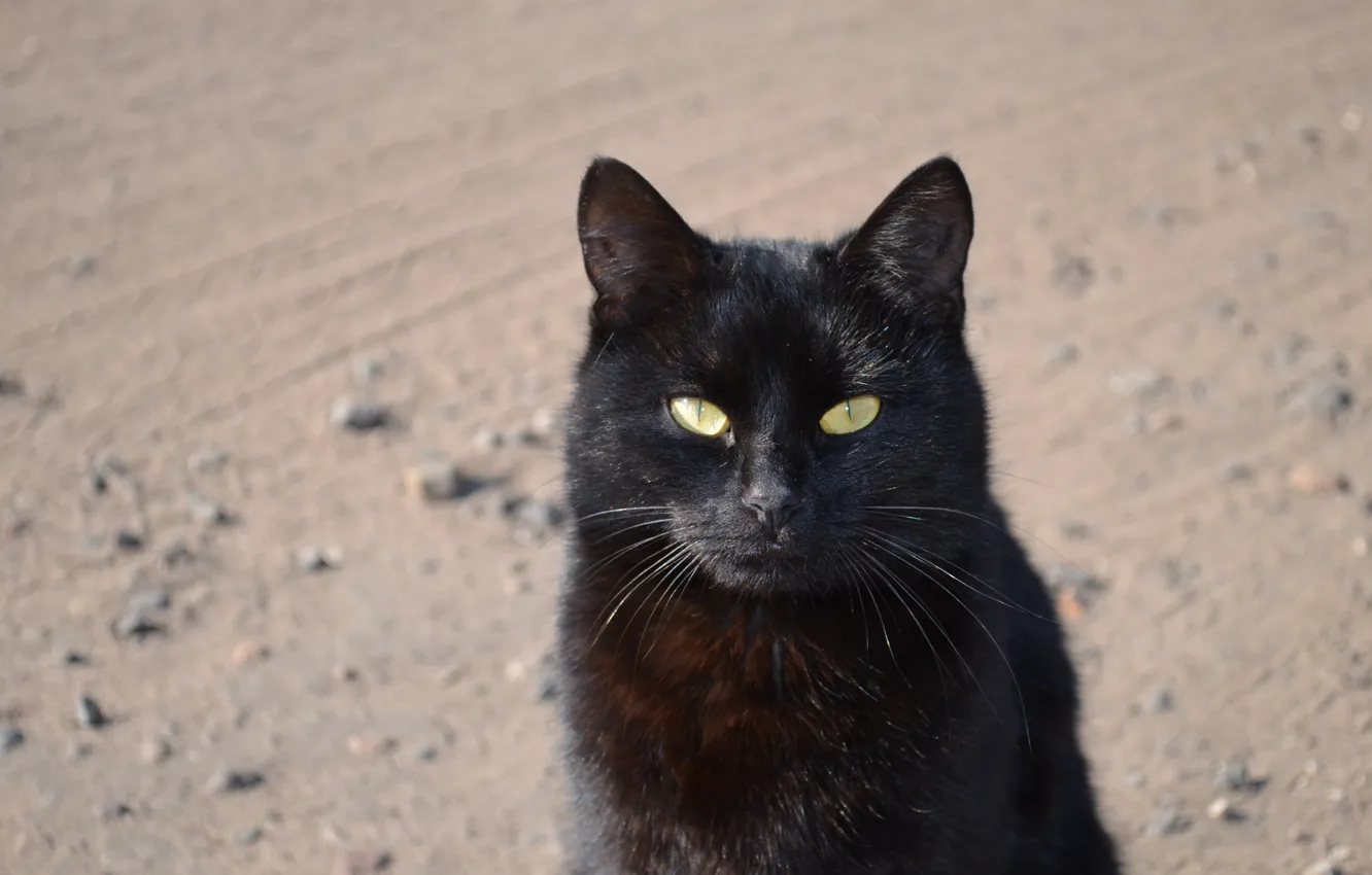 Photo wallpaper road, sand, cat, mustache, black, ears
