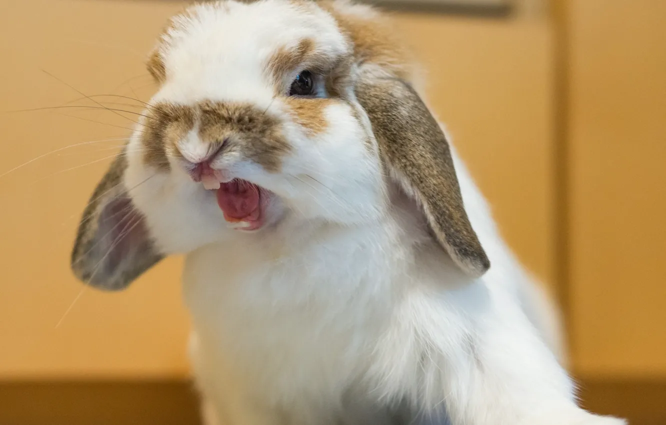 Photo wallpaper fluffy, rabbit, aggressive