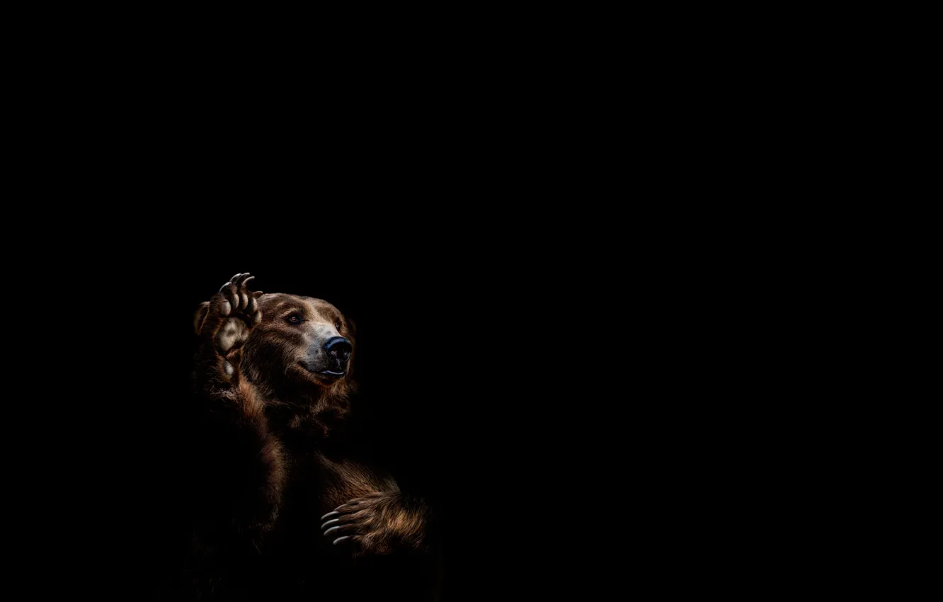 Photo wallpaper paws, bear, black background