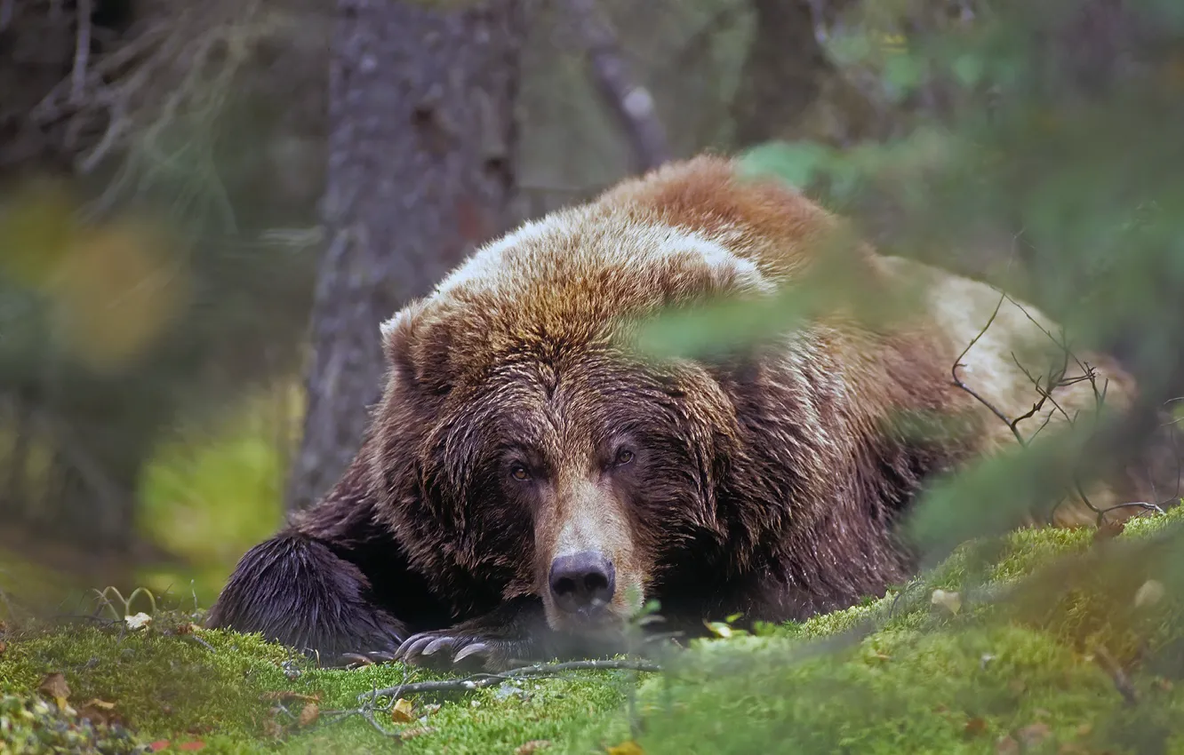 Photo wallpaper forest, nature, bear, beast