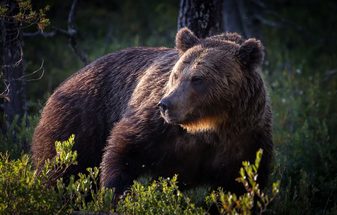 Photo wallpaper nature, bear, beast