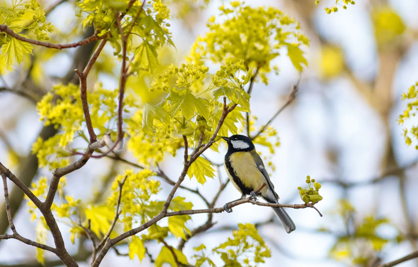 Photo wallpaper trees, branches, bird, foliage, spring, tit