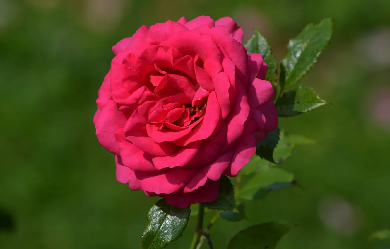 Photo wallpaper summer, flowers, roses, flowering, rosary