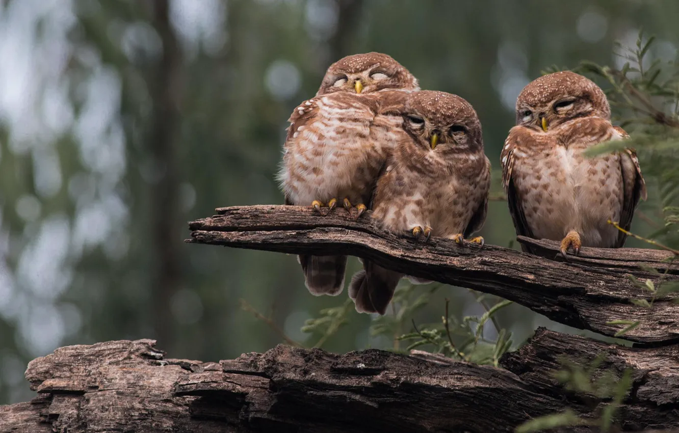 Photo wallpaper forest, nature, owl, bird, sleeping, log, three, owl