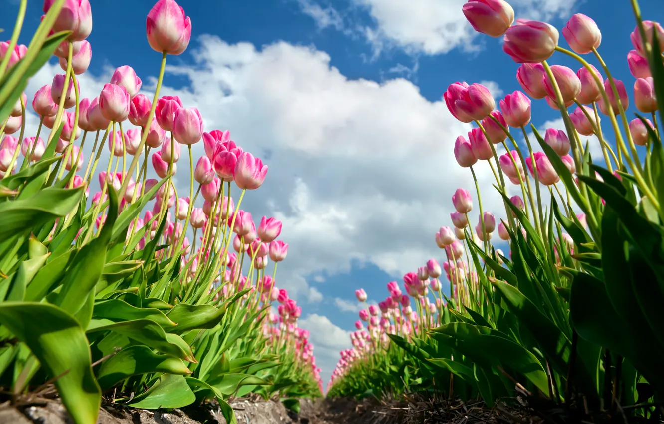 Photo wallpaper clouds, summer., Tulips pink