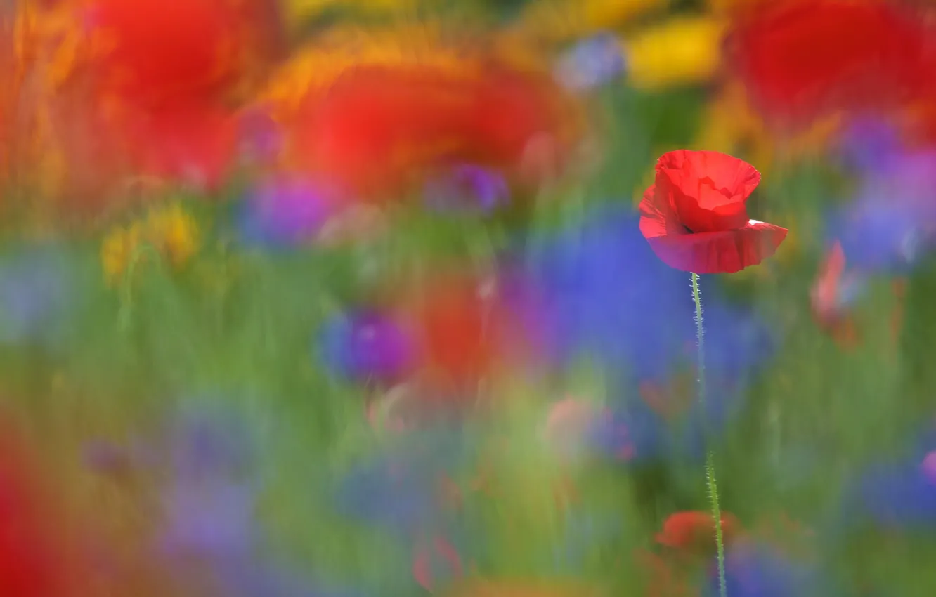 Photo wallpaper field, summer, light, flowers, blue, yellow, red, green