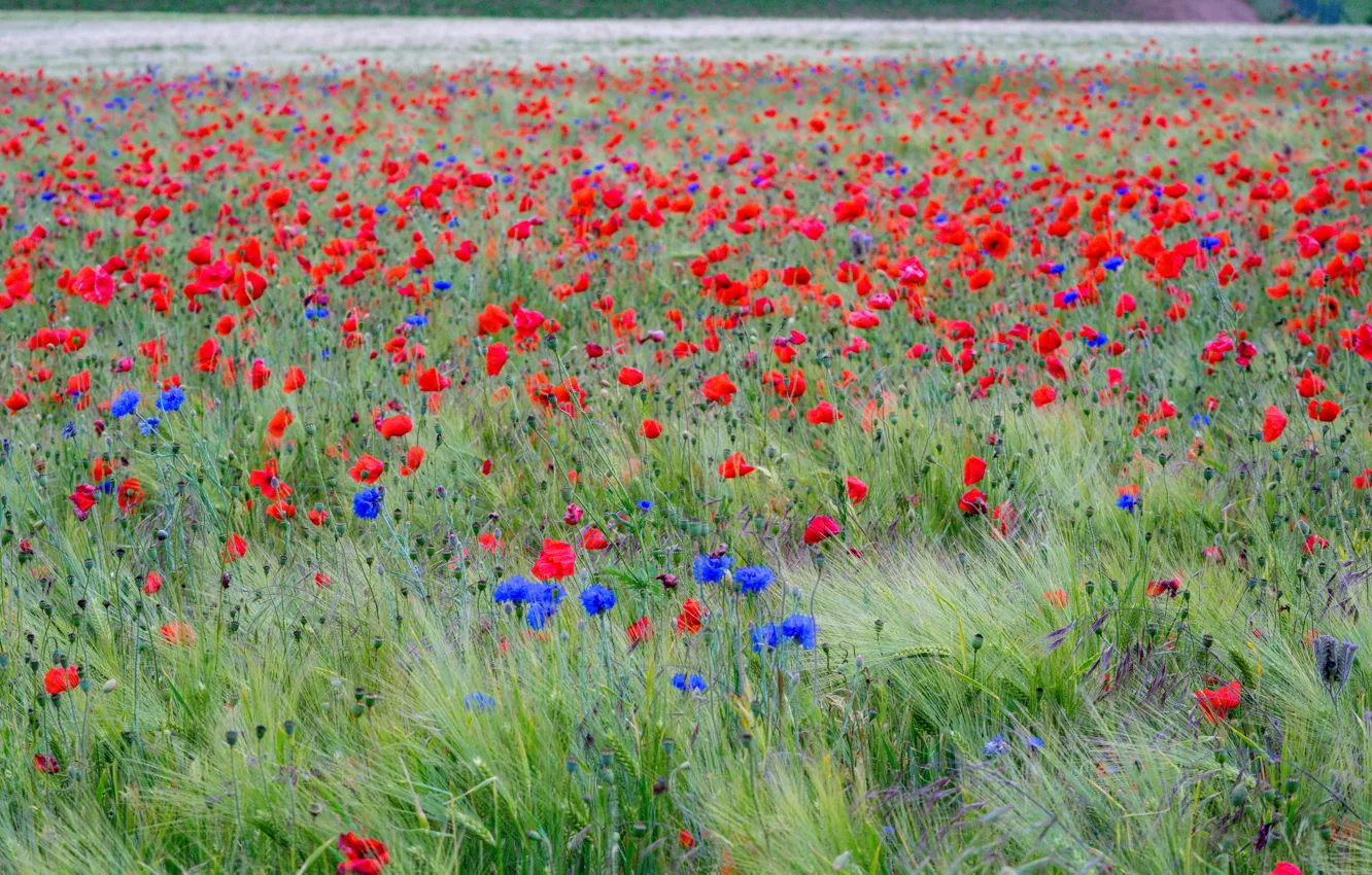 Photo wallpaper field, flowers, rye, Maki, cornflowers, poppy field, rye field