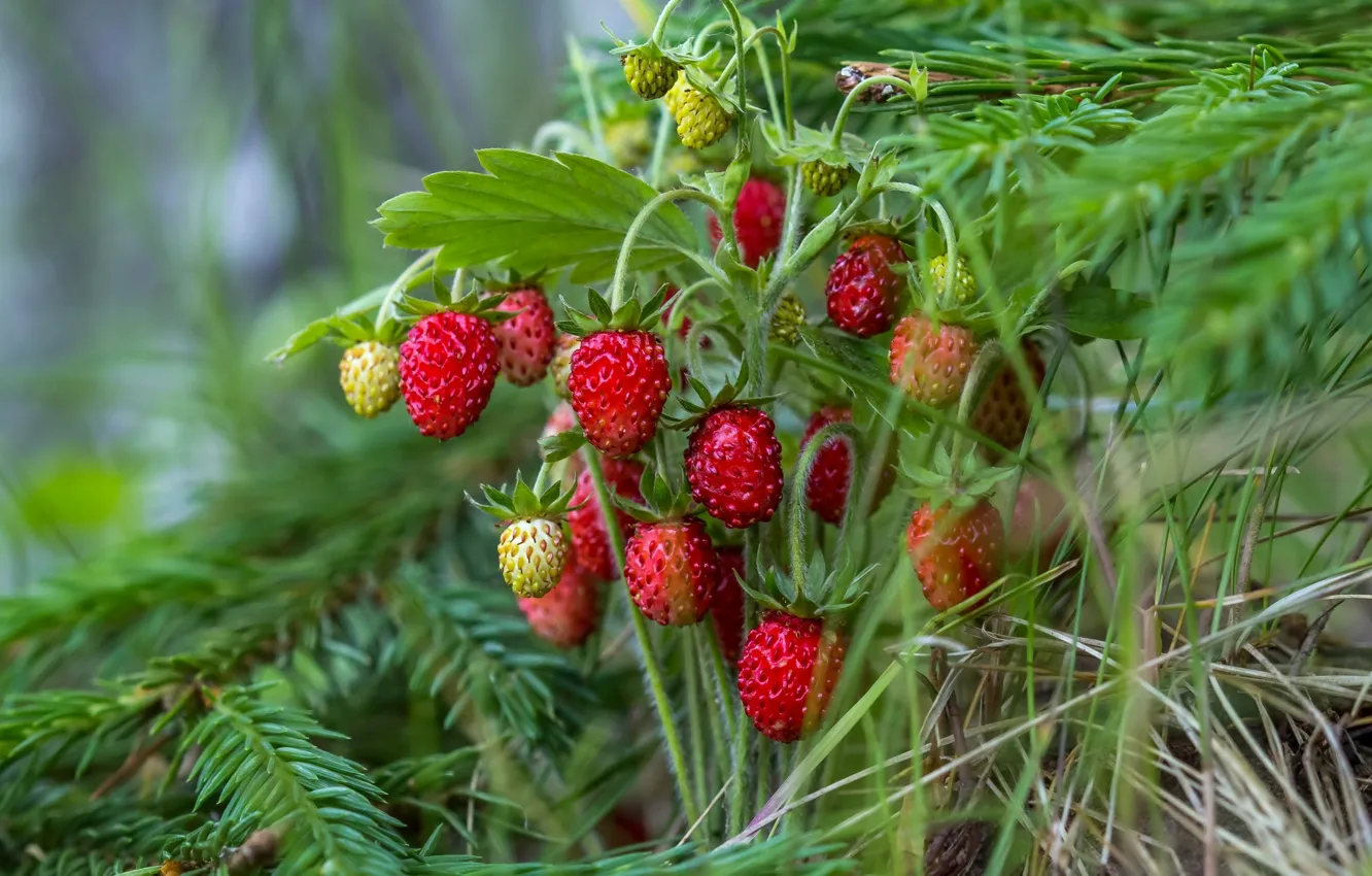 Photo wallpaper summer, red, berries, spruce, strawberries