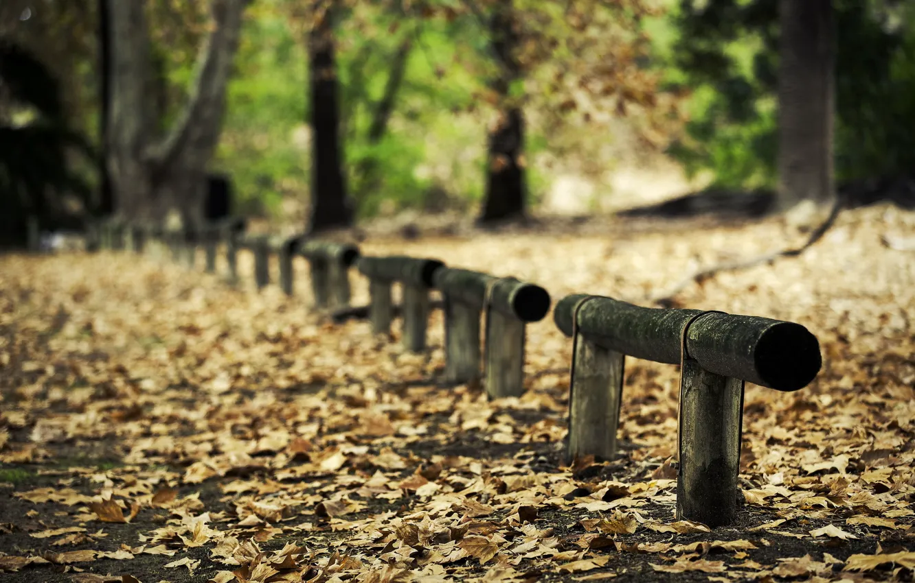 Photo wallpaper road, leaves, nature, the fence