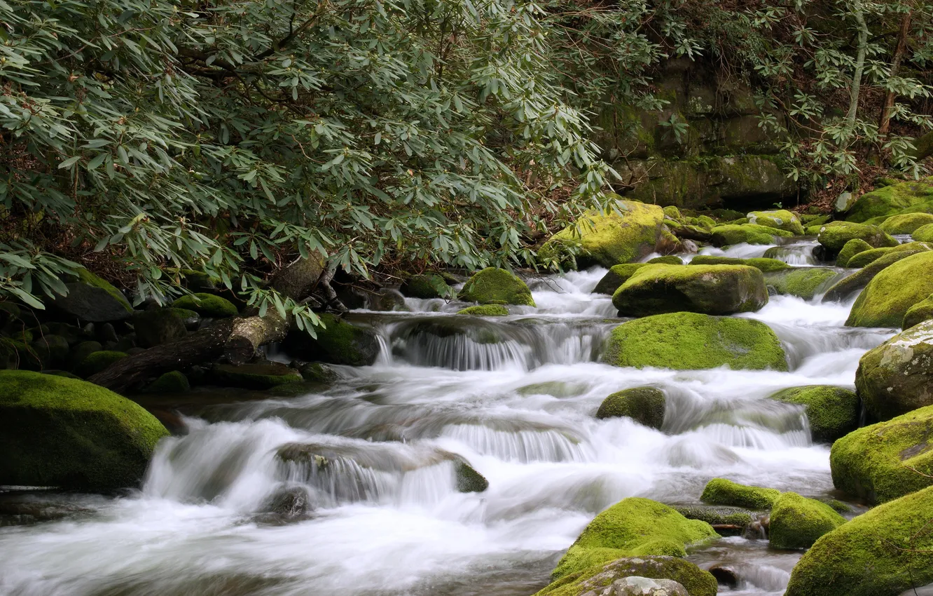 Photo wallpaper forest, river, stones, Tennessee, Tn, Gatlinburg, Gatlinburg