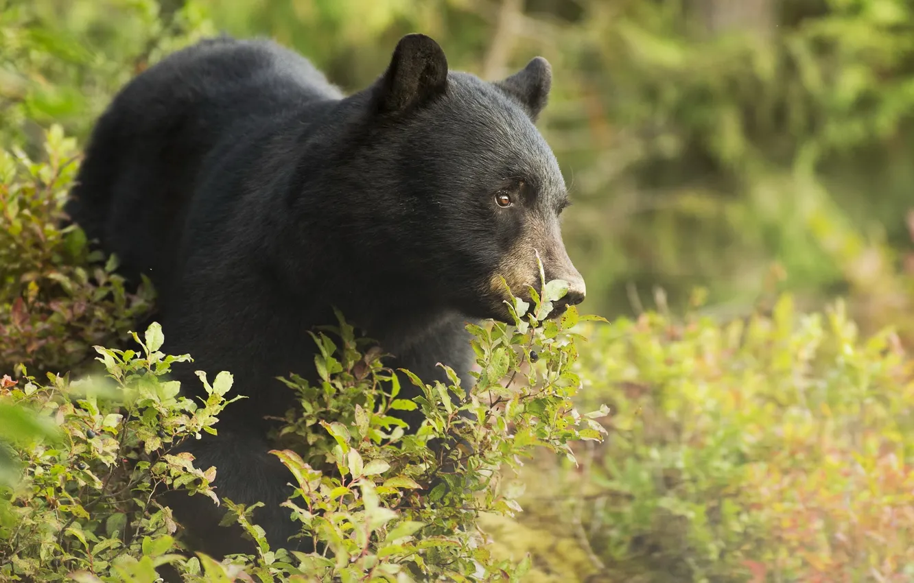 Photo wallpaper nature, background, bear