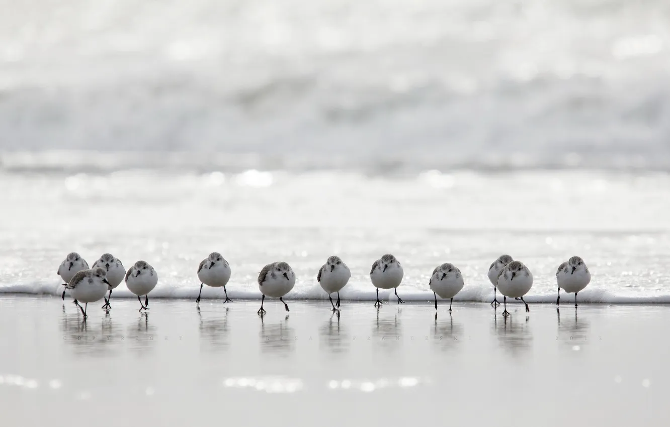 Photo wallpaper nature, background, bird