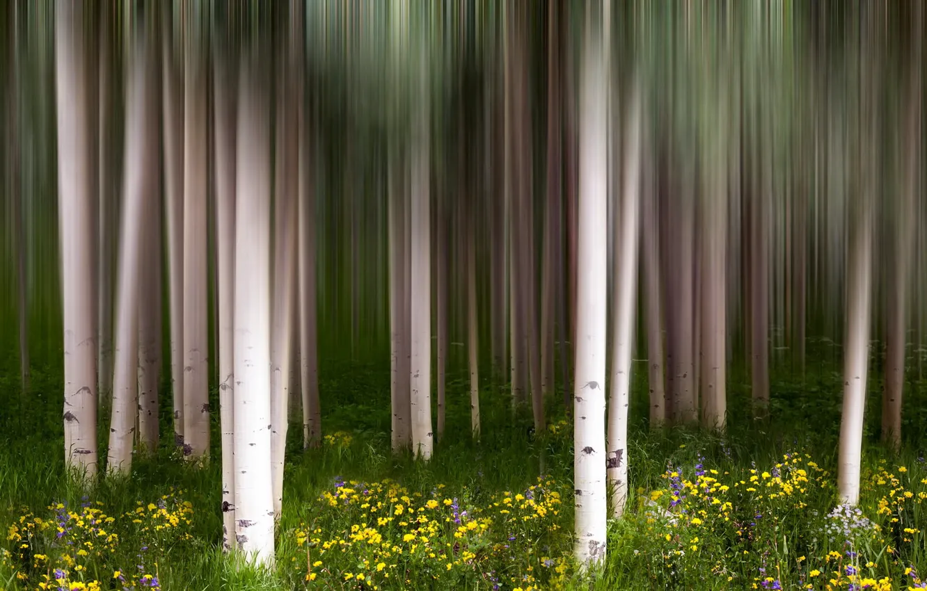 Photo wallpaper flowers, nature, birch