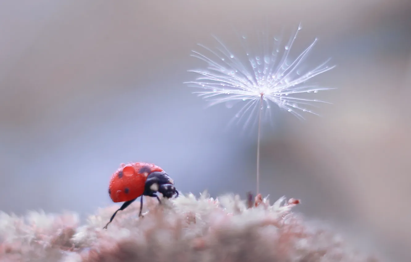 Photo wallpaper background, ladybug, color, dandelion, bokeh