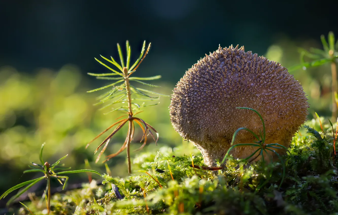 Photo wallpaper greens, forest, light, glade, mushrooms, moss, fungus