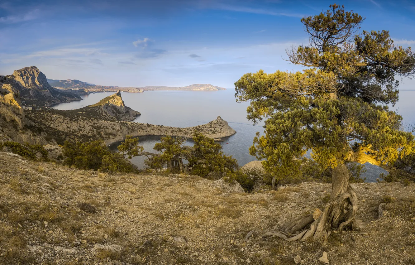 Photo wallpaper sea, trees, landscape, nature, rocks, coast, Bay, pine