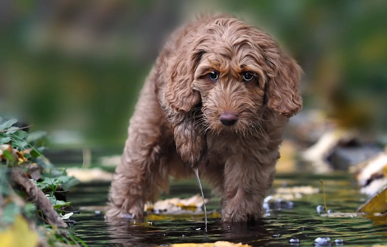 Photo wallpaper look, water, dog, Labradoodle