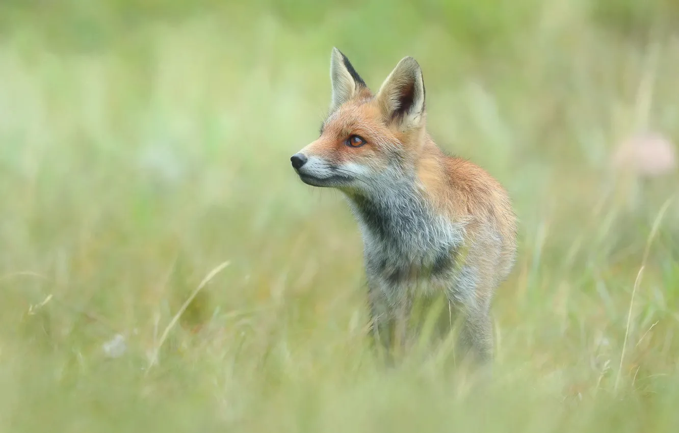 Photo wallpaper grass, nature, blur, Fox, light background, bokeh