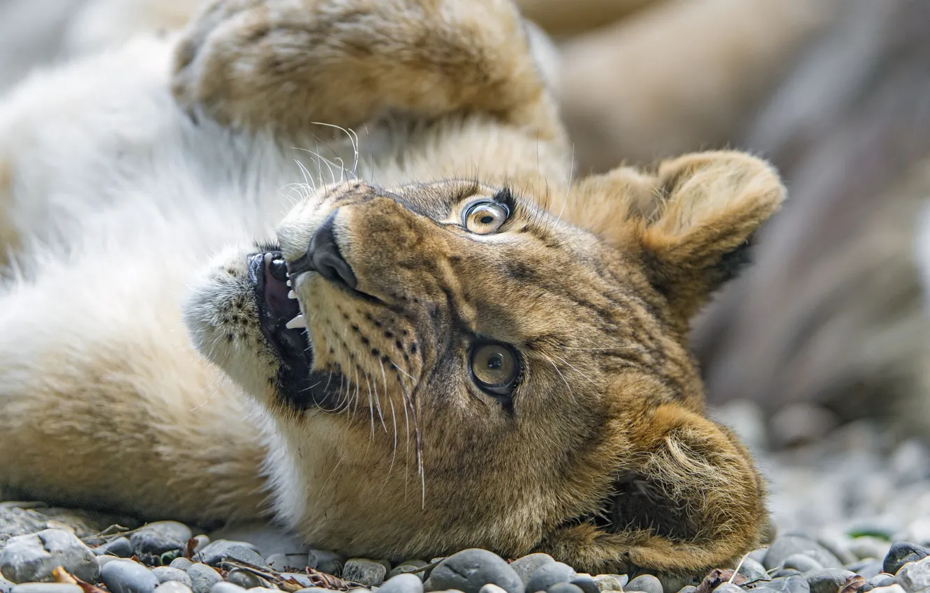 Photo wallpaper face, paw, predator, cub, wild cat, lion