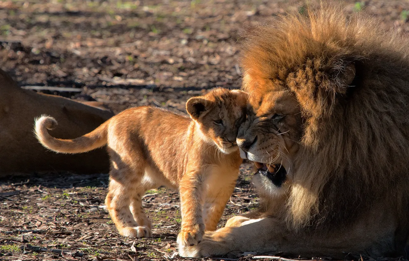 Photo wallpaper love, Leo, cub, lion, fatherhood