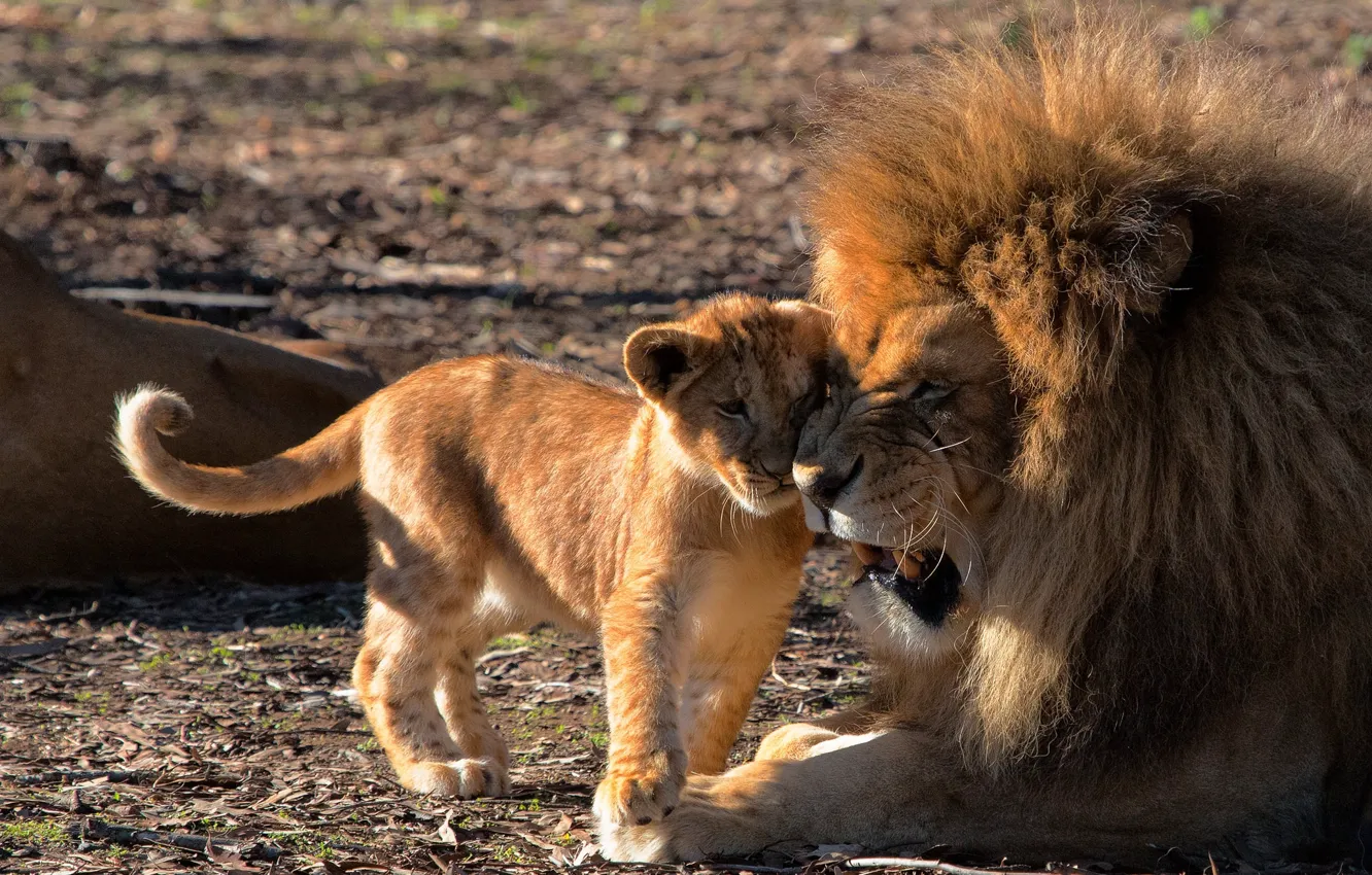 Photo wallpaper love, Leo, cub, lions, lion, fatherhood