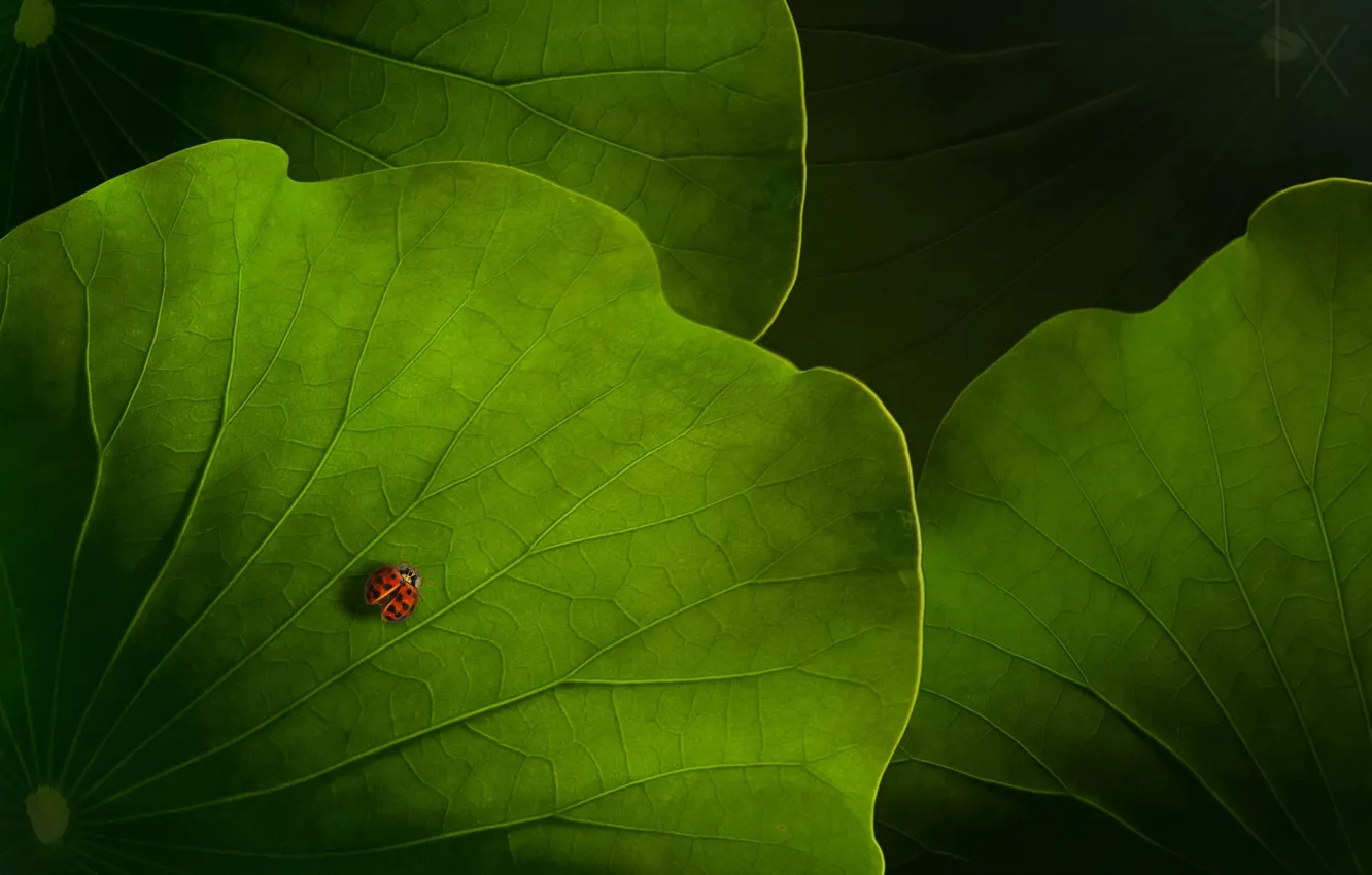 Photo wallpaper macro, foliage, ladybug, beetle