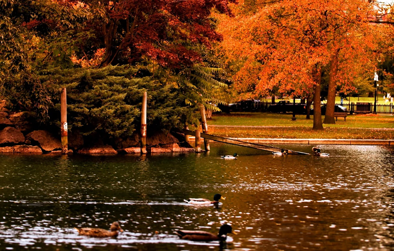 Photo wallpaper autumn, trees, pond, Park, duck, Nature, trees, park