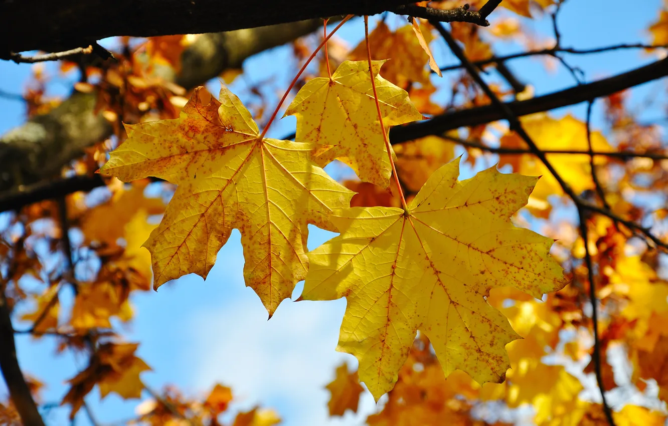 Photo wallpaper autumn, leaves, trees, colorful, maple, autumn, leaves, maple