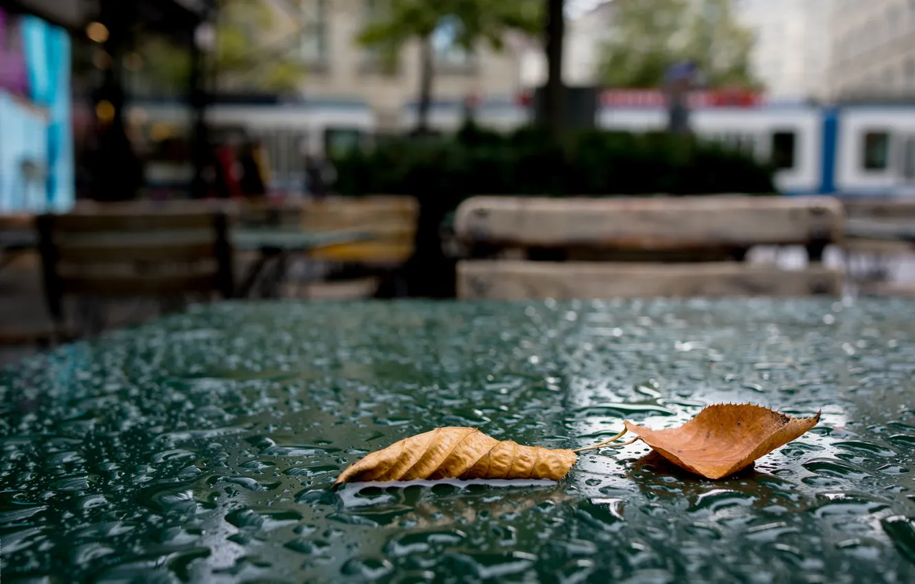 Photo wallpaper leaves, drops, table, Autumn
