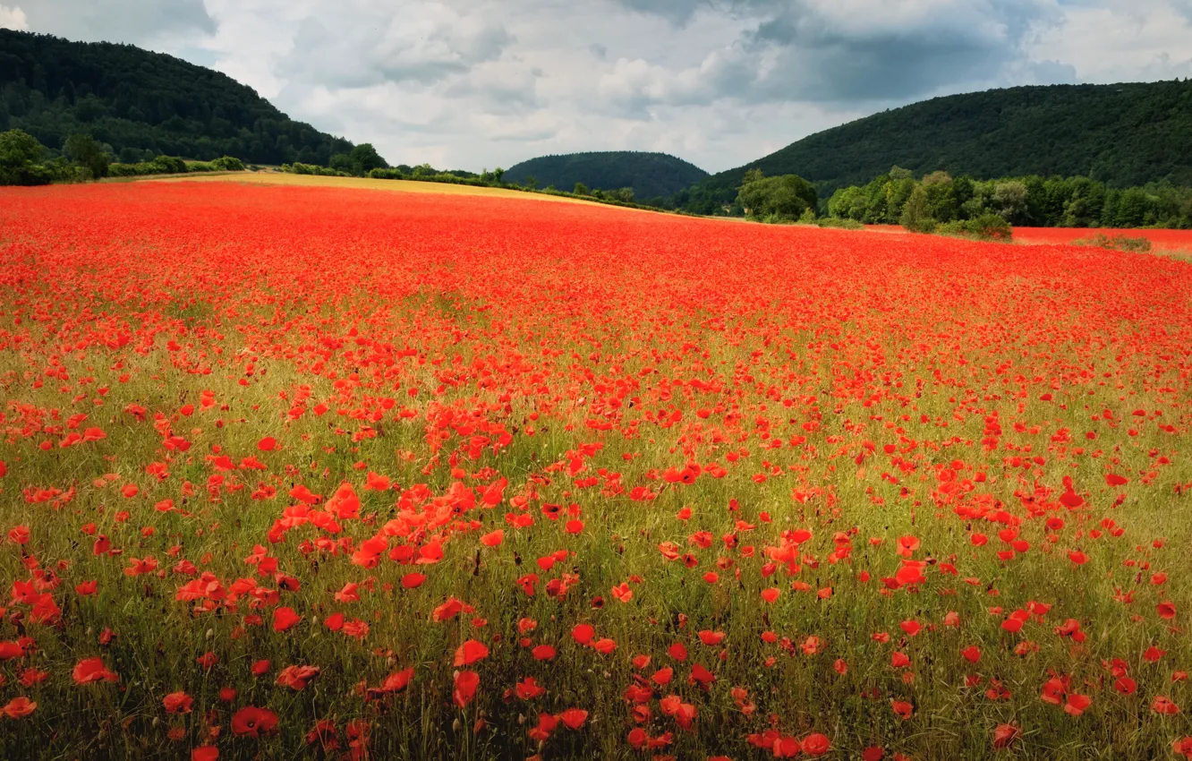 Photo wallpaper field, summer, Maki