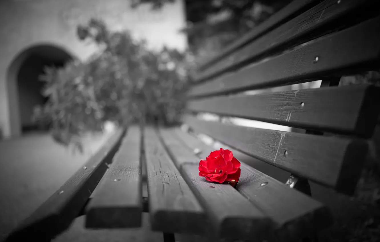 Wallpaper flower, background, bench images for desktop, section разное ...