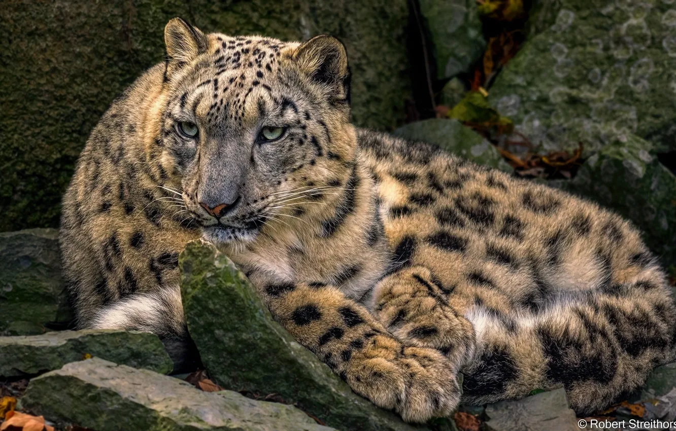 Photo wallpaper predator, lies, IRBIS, snow leopard, wild cat