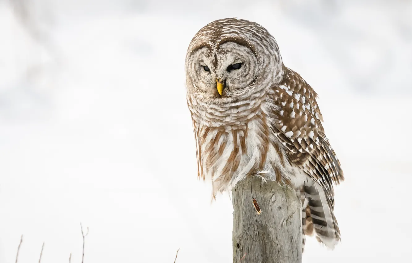 Photo wallpaper winter, snow, owl, bird, posts, white background, a barred owl
