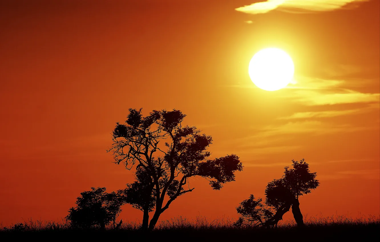 Photo wallpaper fireball, trees, sunset, sun, silhouettes