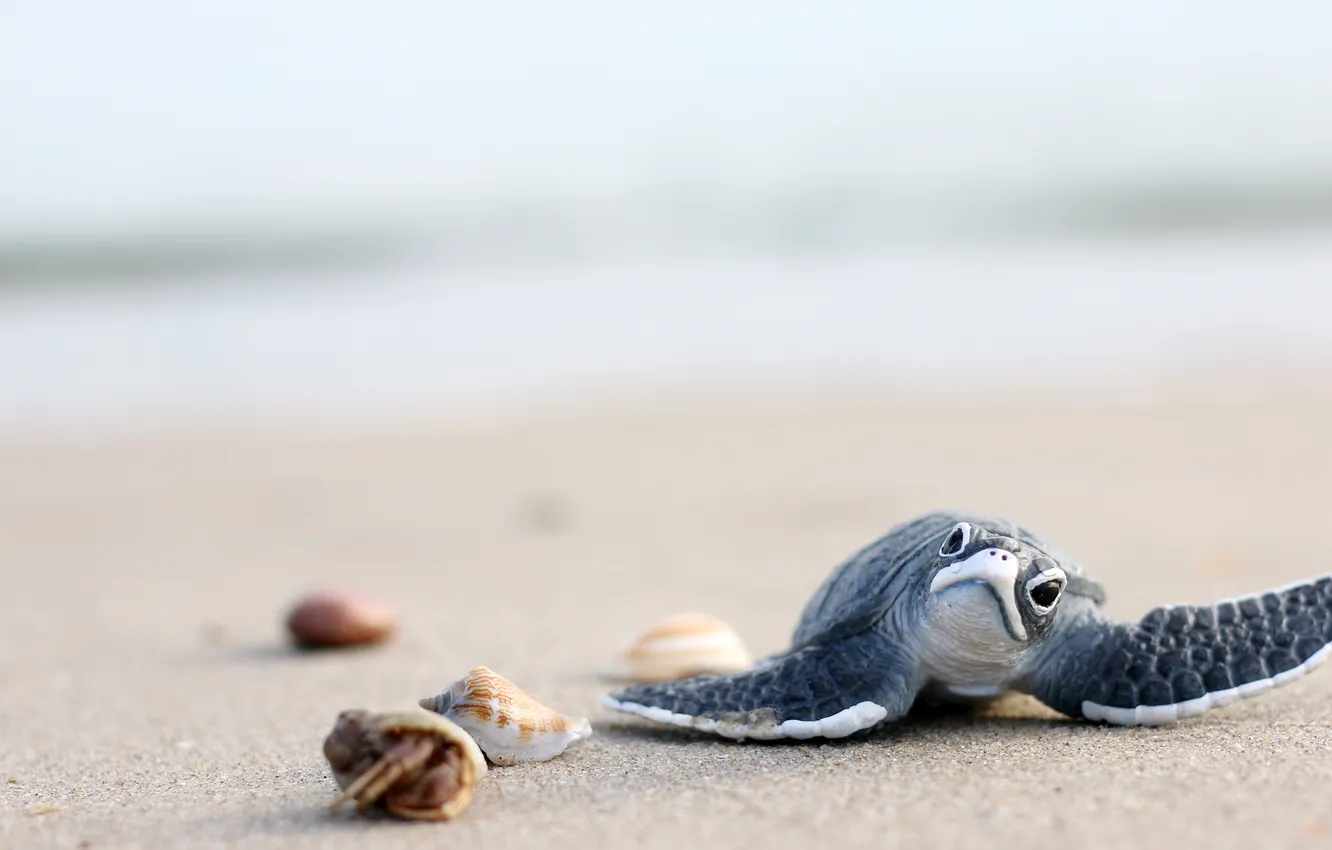 Photo wallpaper symbol, swimsuit, travel, turtle, towels