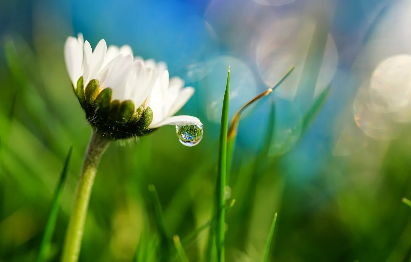 Photo wallpaper grass, drops, macro, Daisy