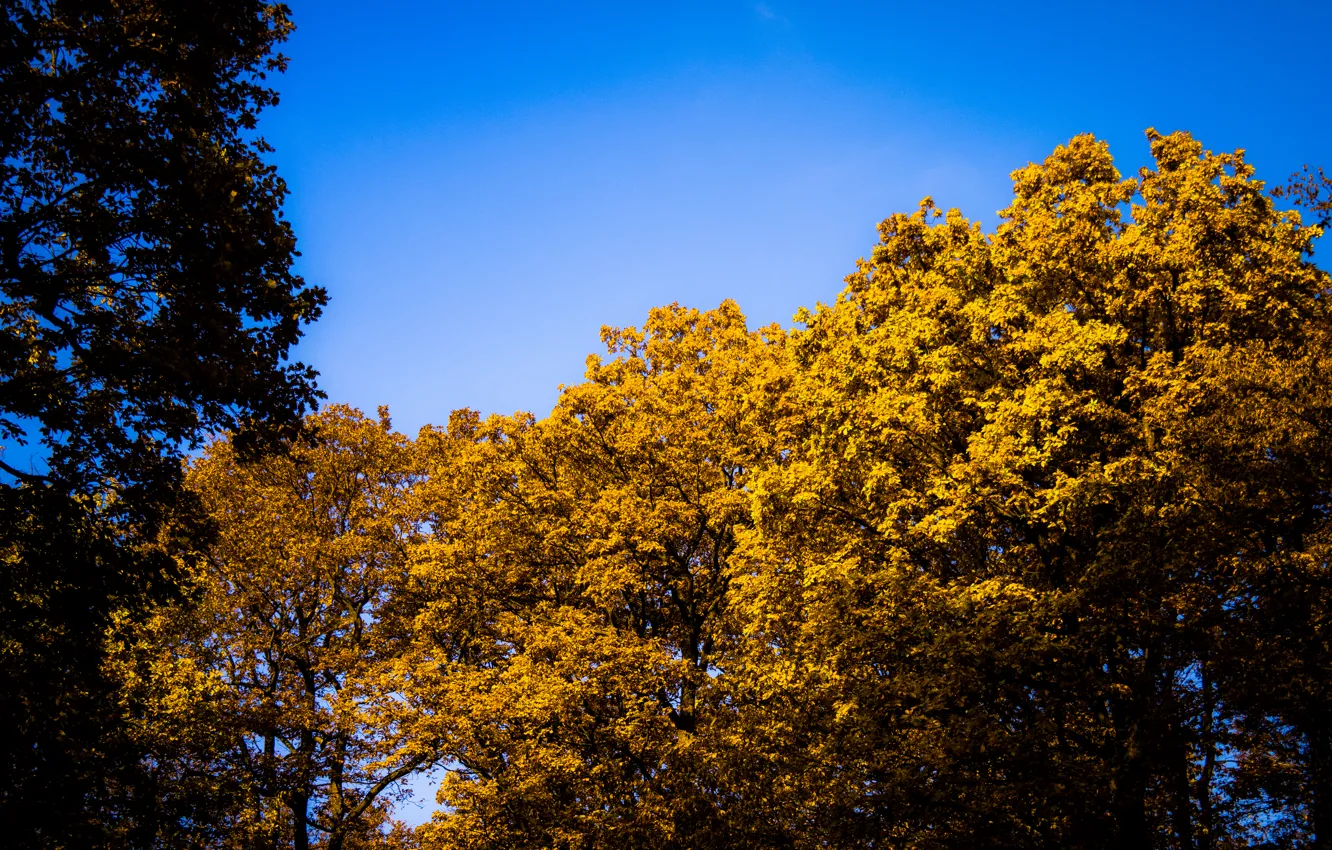 Photo wallpaper forest, sky, trees, blue, autumn, leaves, sun, bright