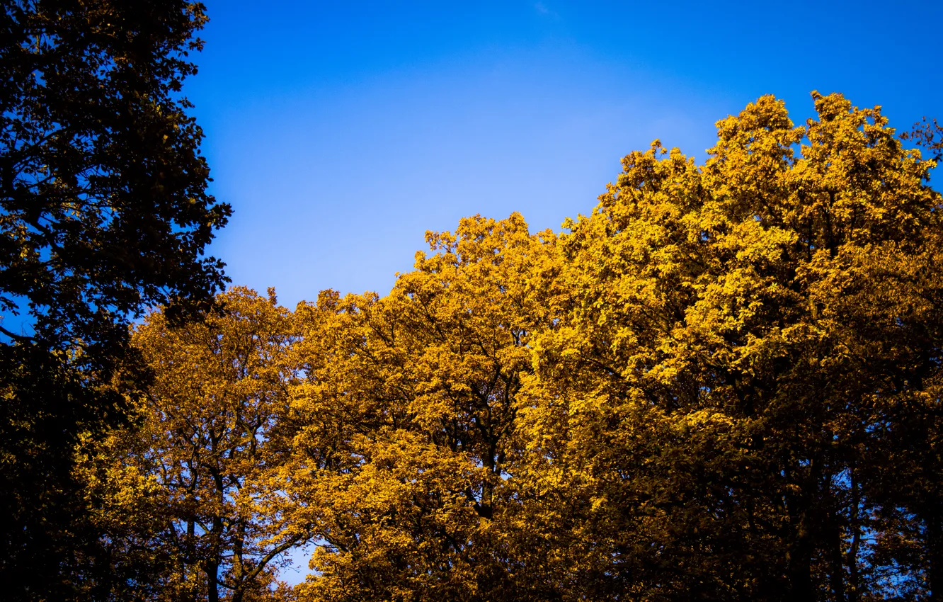 Photo wallpaper Sky, Blue, Sun, Autumn, Forest, Trees, Leaves, Bright