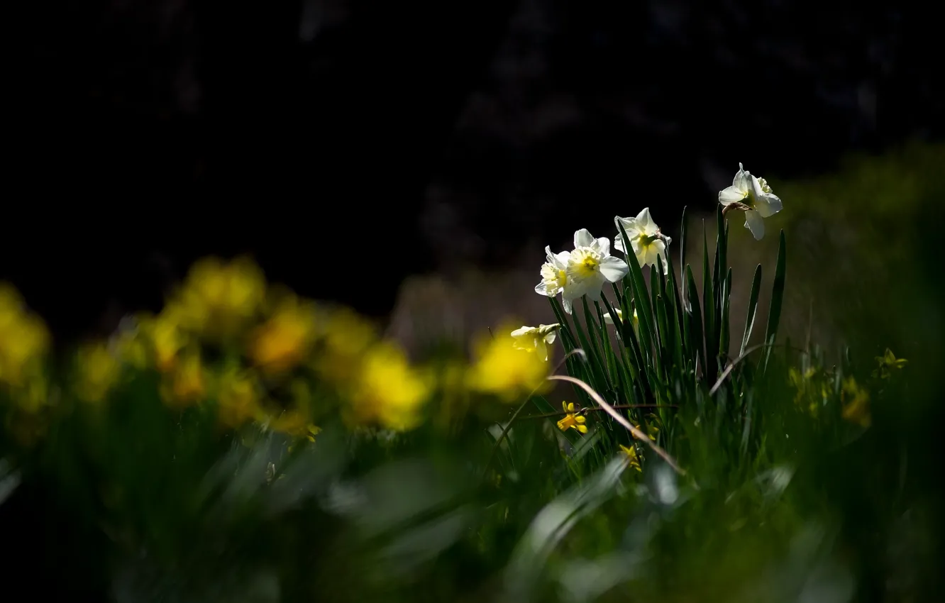 Photo wallpaper flowers, the dark background, glade, yellow, white, daffodils