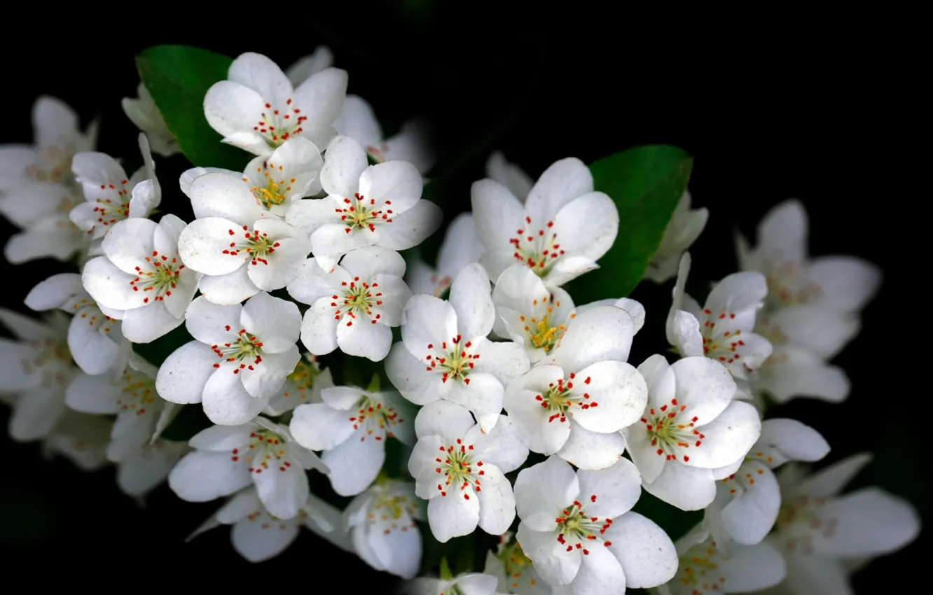 Photo wallpaper plant, nature, white flowers, garden