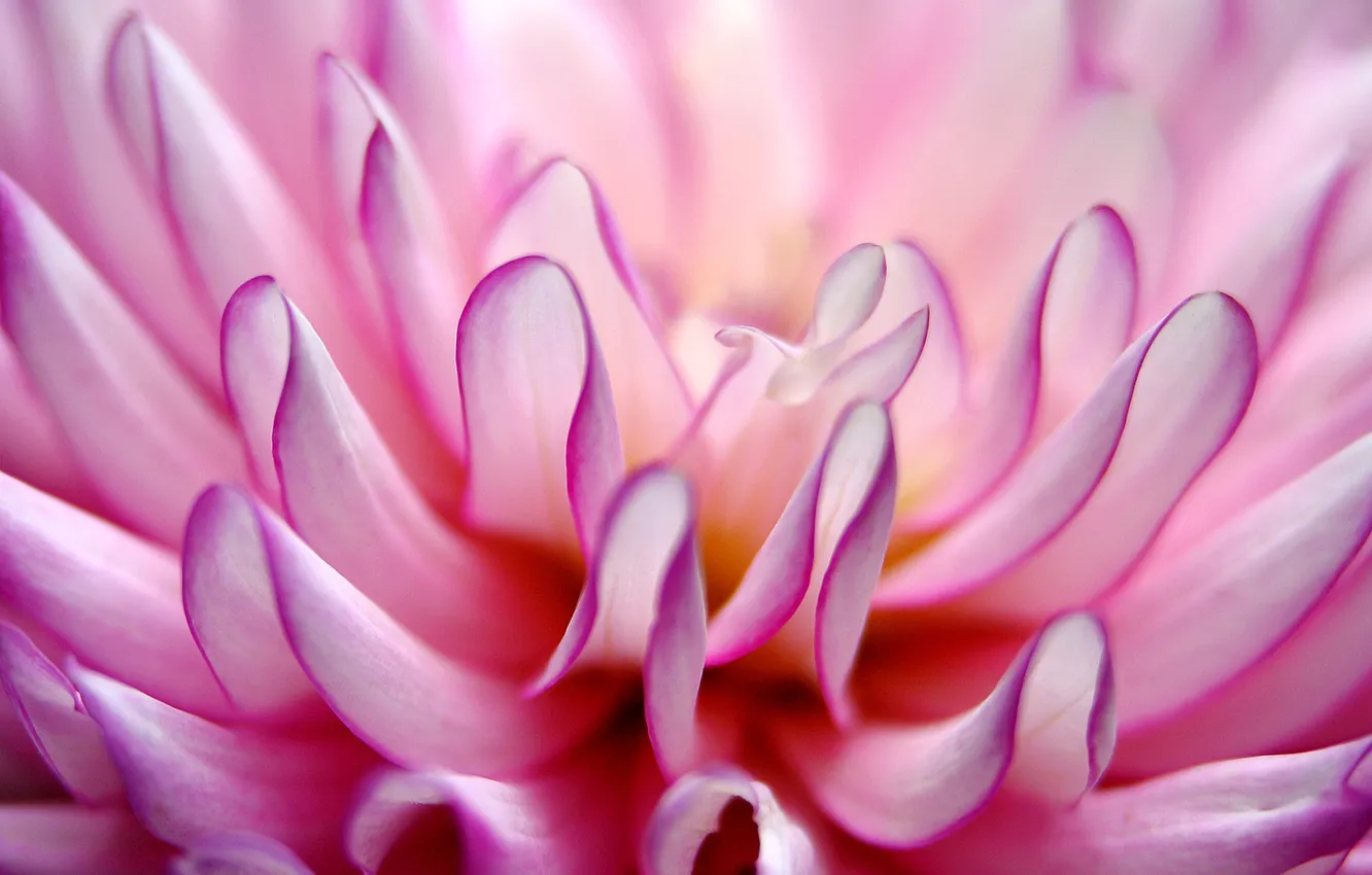 Photo wallpaper macro, flowers, petals, pink