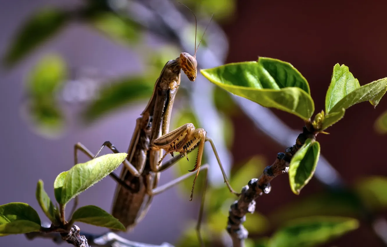 Photo wallpaper nature, beetle, Mantis religiosa