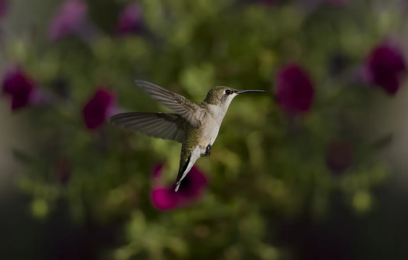 Photo wallpaper bird, focus, blur, Hummingbird, bird